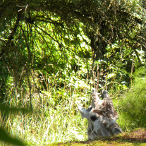 Giraffe_medium