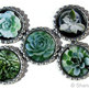 Succulents for your Fridge - Bottle Cap Magnet Set - Set of 5 - Thumbnail 4