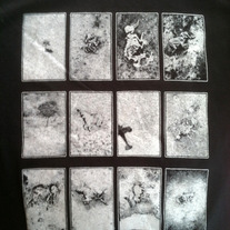 Elephants_medium