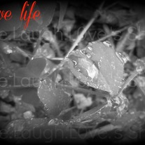Lovelifeproof_medium