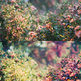 Dawn Photoshop Action - Thumbnail 3