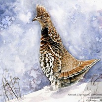 "Alert Ruffed Grouse" Watercolor Painting