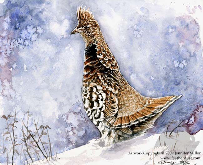 Walert_grouse_watercolor_original
