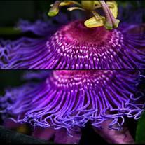 Passion Flower