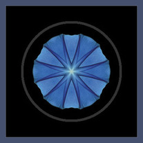 Blue Morning Glory II