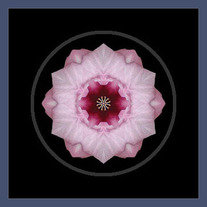 Hibiscus I