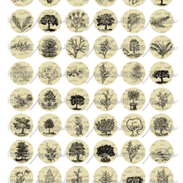 Trees102r_medium