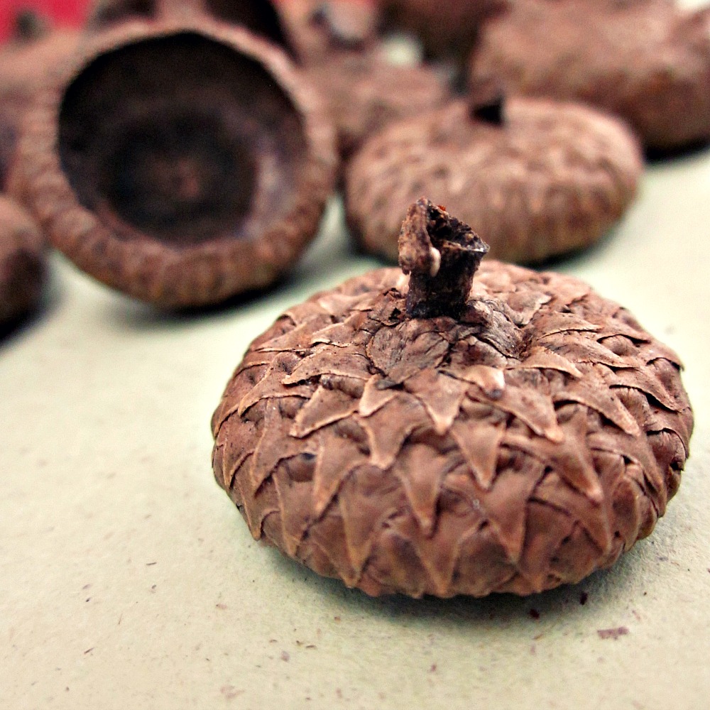 muse Unfinished Natural Acorn Caps, Lot of 25 Online Store Powered