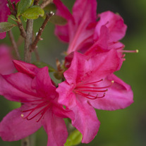 Img_6370_medium