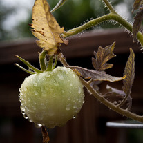 Tomato_1_medium