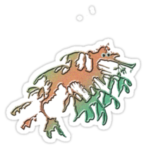 Weedy Sea Dragon Sticker