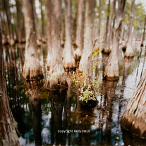 Georgia Swamp, Large Format