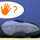 Whale3_small
