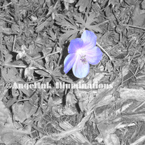 Purple_20floral_20grunge_20nc_medium