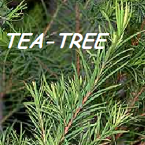 Teatree_20oil_20facebook_20page_medium