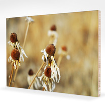 Deadflower_6835_mount_medium