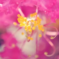 Pink_20flower_20small_medium