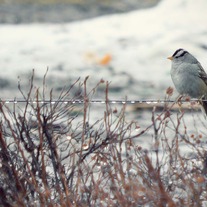 Birdy_20small_medium