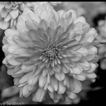 Kayeseaboch-1879-2_medium