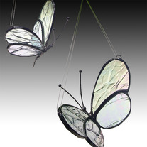 2_20butterflies-rotated_medium