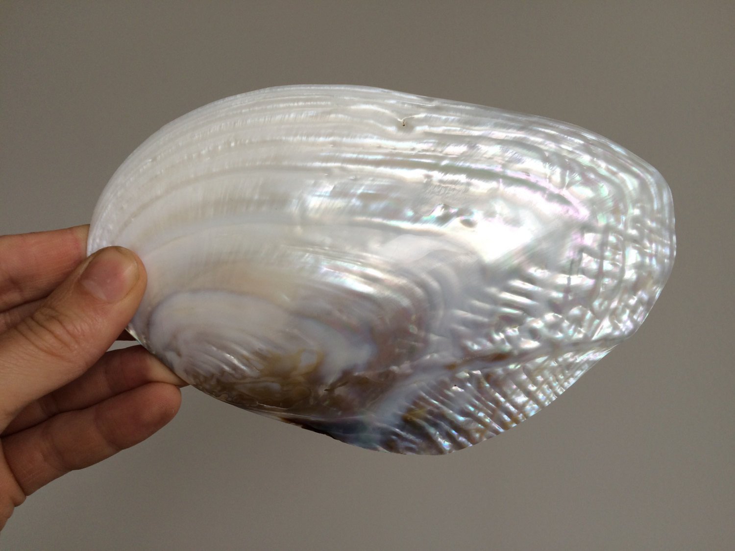 Giant Pearl River Mussel Shell Natural Mother of pearl Sea Shell
