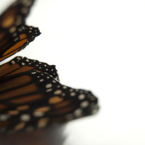 Butterfly_light_wing_medium