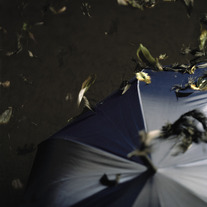 Umbrella_medium