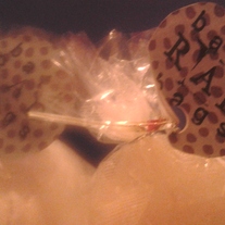 Bathbags_medium