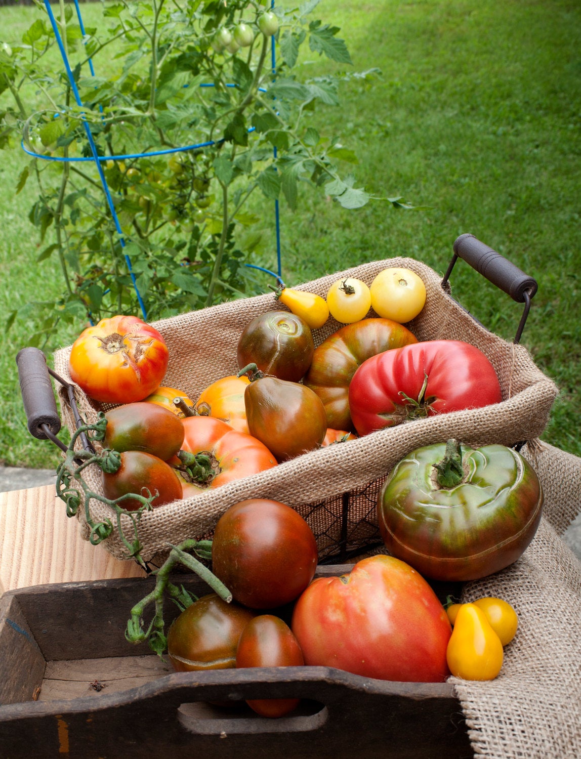 Ananas Noire Black Pineapple Heirloom Tomato Premium Seed Packet