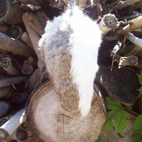 Bunny_medium