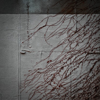 Abstract 7