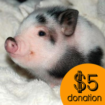 $5 Donation 