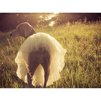 Sunkissed_20ballerina_2010x8-72_medium
