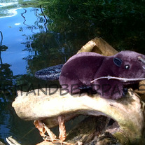 Finger_20beaver_202_medium