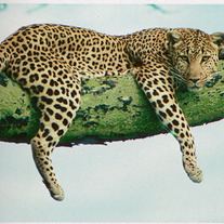 Leopard_green_branch