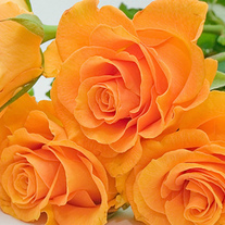 Flowers2
