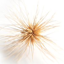 Tumbleweed_picture_fb_background1