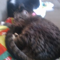 Muffin_and_pitty_pat