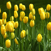 Tulips-yellow2
