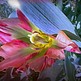 Feather_tulip