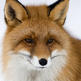 Red-fox-in-winter-carl-mckie
