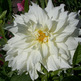 White_lucious