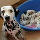 Dalmations