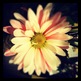Posh_shop_daisy