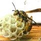 Wasp_002