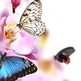 Blush-butterfly