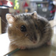 Milo_the_hamster