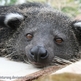 Binturongid_by_thai_binturong-d31t4r2