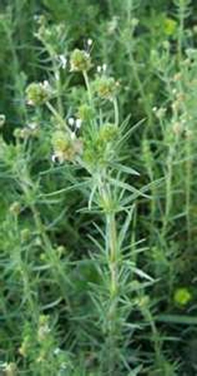 Psyllium Herb 100 Seeds on Storenvy