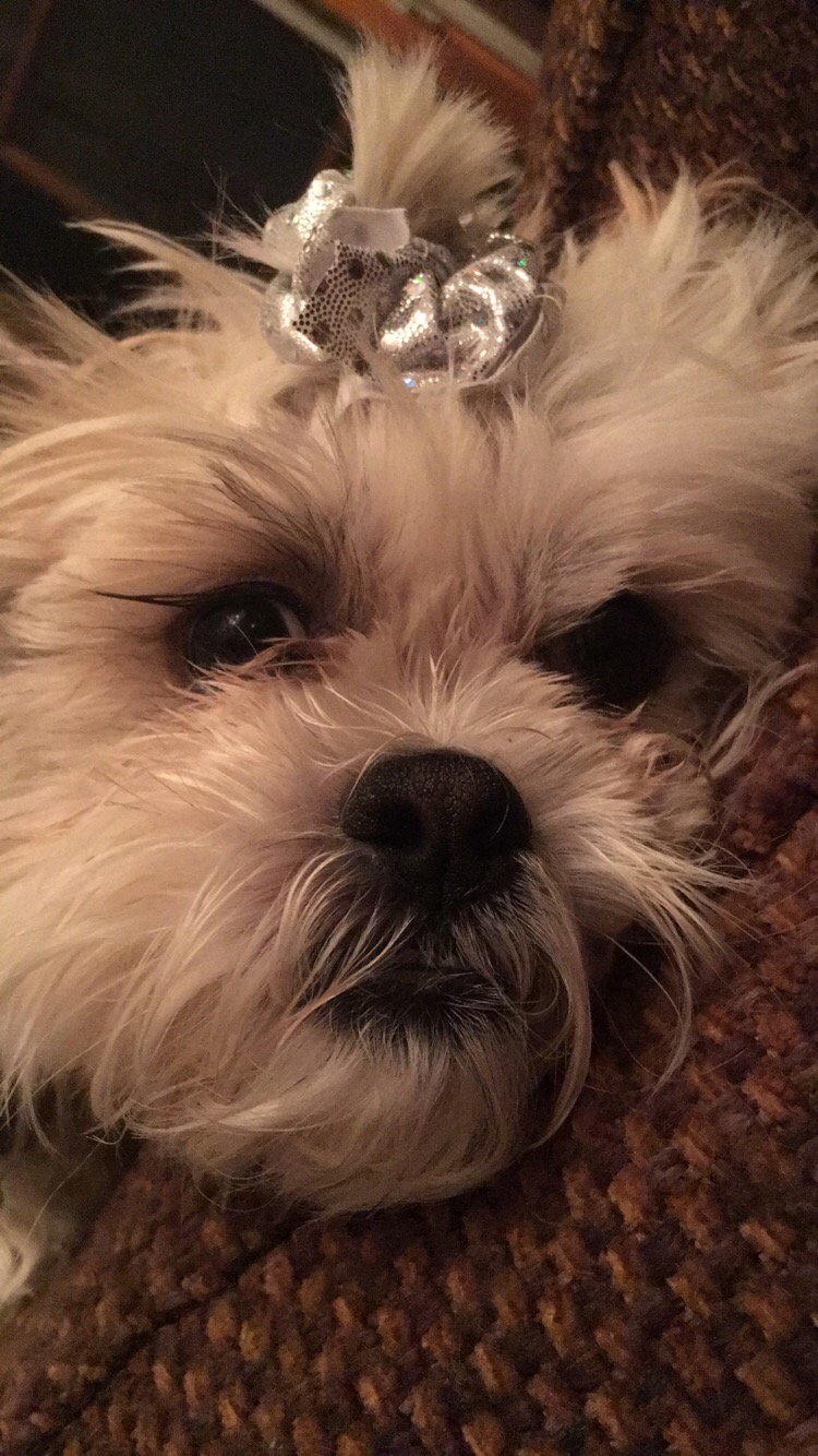 Dog with scrunchie Clearance